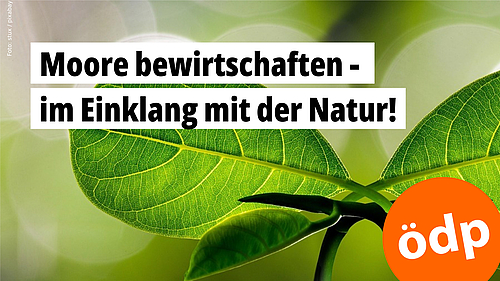 Moore bewirtschaften - im Einklang mir der Natur! Eine Detailaufnahme symmetrisch angeordneter grüner Blätter