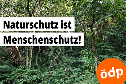 Pflanzenvielfalt in einem Auwald