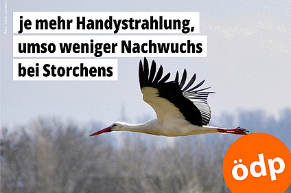 Ein Storch gleitet durch die Luft