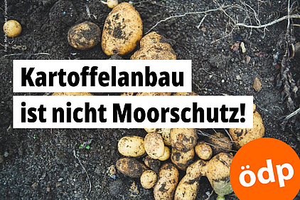 frisch geerntete Kartoffeln lieben auf dunklem Ackerboden