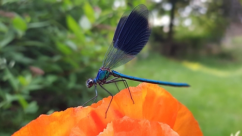 Gebänderte Prachtlibelle