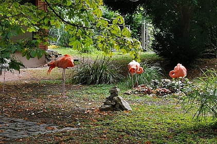 Flamingos im Mainzer Stadtpark