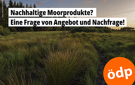 Eine Moorlandschaft in der Dämmerung