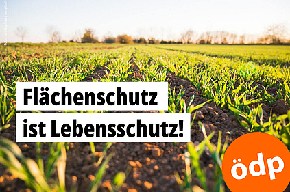 Pflanzen wachsen auf fruchtbarem Boden