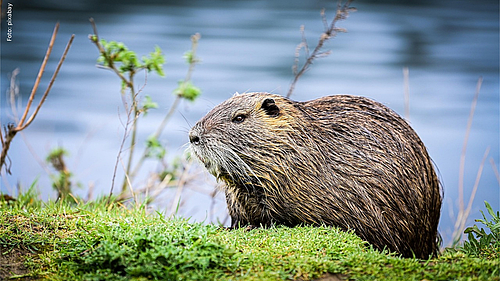 Biber im Landschaftsschutzgebiet