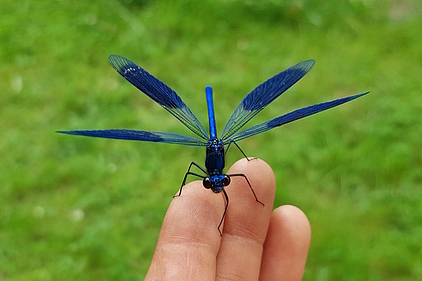 Gebänderte Prachtlibelle