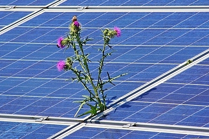 PV mit Pflanze