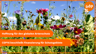 Hoffnung für den globalen Artenschutz Blumenwiese
